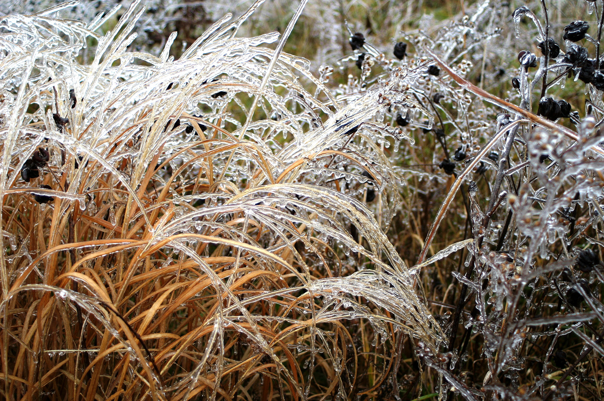 Ice on grasses